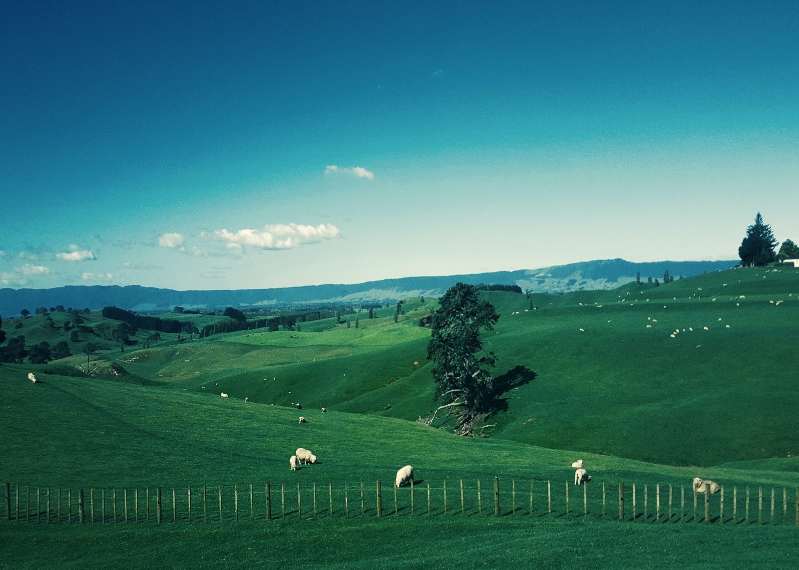 Shaping the Narrative: New Zealand's Influential Women Political Commentators and Media Personalities